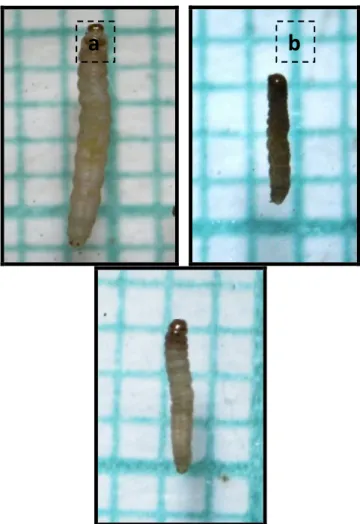 Gambar 1.  Larva Scirpophaga incertulas yang sehat (a), larva  hidup terinfeksi Beauveria bassiana (Balls) Vuill (b), dan larva 