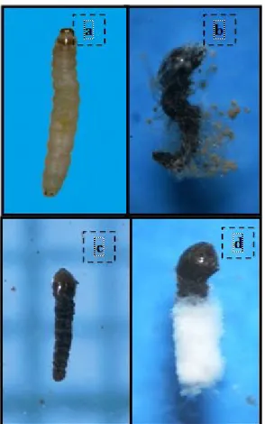 Gambar 2. Larva Scirpophaga incertulas yang sehat (a), larva mati  terinfeksi Beauveria bassiana (Balls) Vuill (b), larva mati terinfeksi  Metarrhizium anisopliase (Metscht.) (c), dan larva mati terinfeksi 