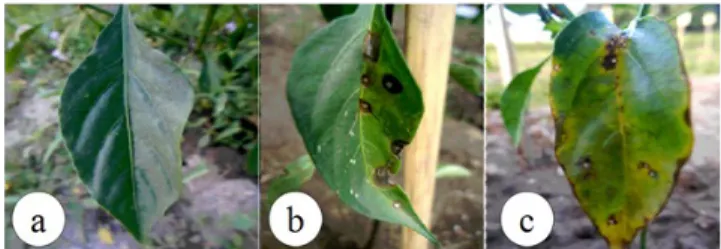 Gambar 1. Gejala penyakit antraknosa pada daun tanaman cabai;