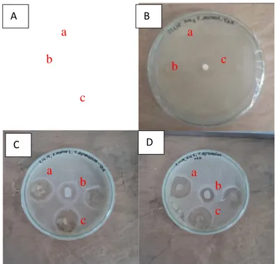 Gambar 1.  A. Diameter zona hambat jamur endofit miselium putih  terhadap bakteri S. 