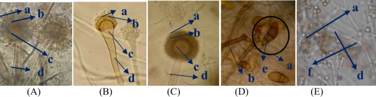 Gambar 4. Koloni Jamur Rizosfer secara Mikroskopis (Perbesaran 10x40) (A) A. flavus; (B) A