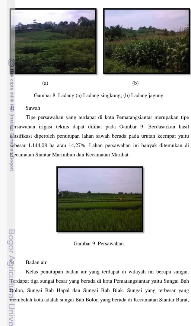 Gambar 8  Ladang (a) Ladang singkong; (b) Ladang jagung. 