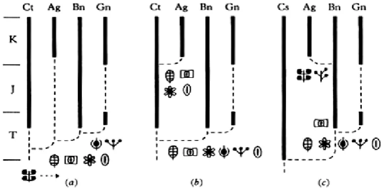 Figure 6. Evolution scenario Angiosperms and relatives; (a) is a close relative anthophyta Angiosperms other, (b) Angiosperms derived from Caytonia; (c) Angiosperms derived from Benettitales
