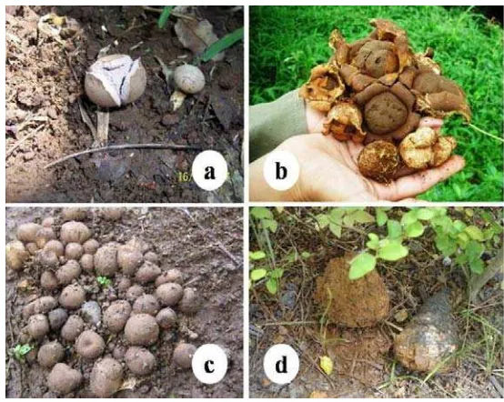 Gambar 3  Beberapa jenis fungi ektomikoriza yang mudah dijumpai pada beberapa tanaman di Indonesia