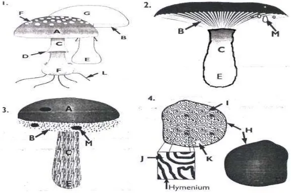 Gambar 4  Struktur morfologi fungi Basidiomycetes. 1-3 epigeous fungi, A= cap (pileus), B=hymenium/gill/lammeliae, C=stipe/stalk/stem, D=partial veil/annulus/cortina, E=base, F=universal veil remains, G=fleshl