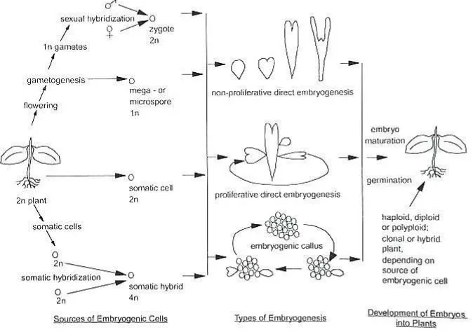 Gambar 6  Sumber sel embriogenik, tipe embriogenesis dan perkembangan embrio menjadi tanaman (Gray 2005)