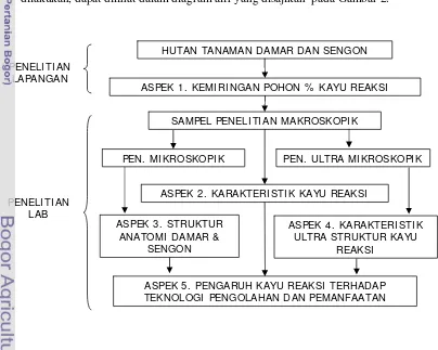 Gambar 2. Diagram Alir Tahapan Kegiatan Penelitian Ultrastruktur Kayu Reaksi  pada                   Damar  (Agathis loranthifolia) dan Sengon (Paraserianthes falcataria)