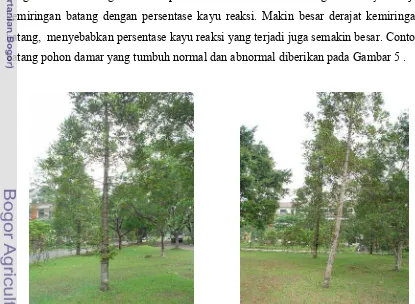 Gambar 5. Sebelah kiri contoh batang kayu damar yang tumbuh normal dan                   Sebelah kanan contoh batang kayu damar yang tumbuh abnormal
