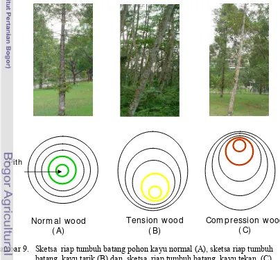 Gambar 9.   Sketsa  riap tumbuh batang pohon kayu normal (A), sketsa riap tumbuh                     batang  kayu tarik (B) dan  sketsa  riap tumbuh batang  kayu tekan  (C)
