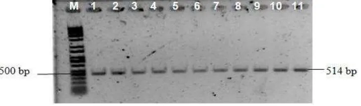 Gambar 1. Posisi primer (garis bawah) pada gen LEP berdasarkan GenBank: U50365 (primer position (underlined) of LEP gene according to GenBank: U50365)