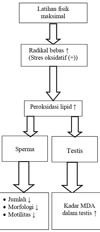 Gambar 1.  Kerangka teori pengaruh latihan fisik maksimal terhadap jumlah, morfologi dan motilitas sperma serta kadar MDA testis mencit jantan dewasa  