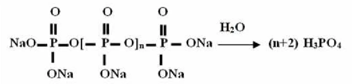 Gambar 2. Reaksi hidrolisis polifosfat (Suharso dan Buhani, 2012).