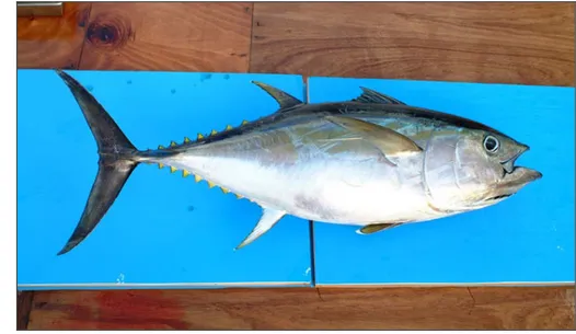Gambar 2  Ikan tuna mata besar (Thunnus obesus). 