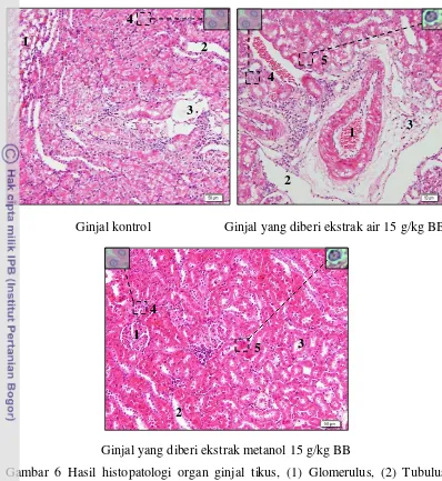 Gambar 6 Hasil histopatologi organ ginjal tikus, (1) Glomerulus, (2) Tubulus 