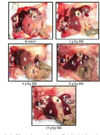 Tabel 7 Hasil pengamatan organ tikus yang diberi ekstrak metanol kerang lamis 