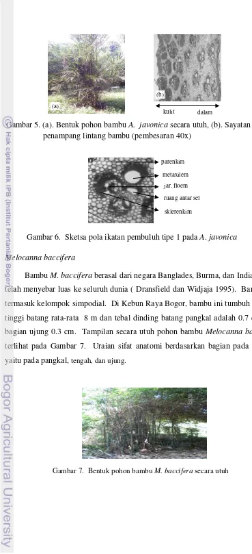 Gambar 7.  Bentuk pohon bambu M. baccifera secara utuh 