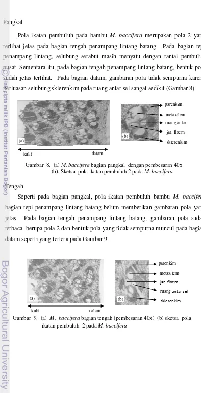 Gambar  9.  (a)  M.  baccifera bagian tengah (pembesaran 40x)  (b) sketsa  pola 