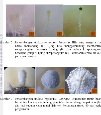 Gambar 2  Perkembangan struktur reproduksi Pilobolus. Hifa yang mengarah ke 