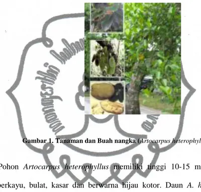 Gambar 1. Tanaman dan Buah nangka (Artocarpus heterophylus) 