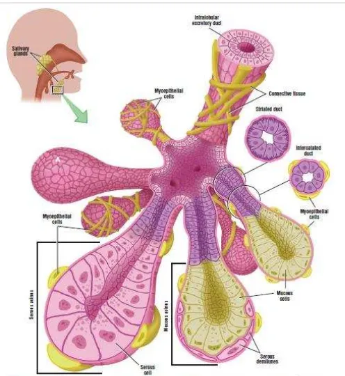 Gambar 3. Histologi Kelenjar Saliva37 