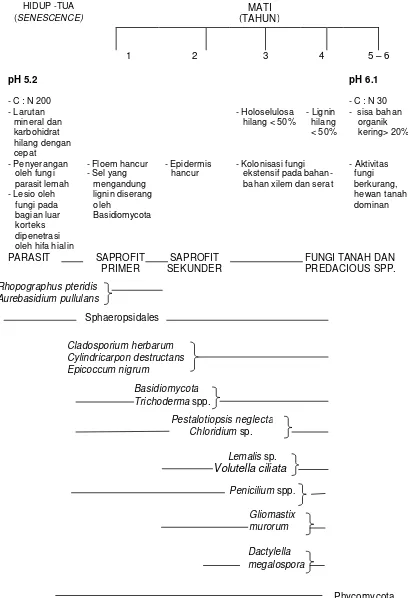 Tabel 2.  Suksesi beberapa jenis fungi pada Pteridium aquilinum (Garrett, 1963 diacu oleh Frankland, 1974) 