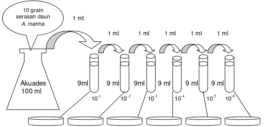 Gambar 10. Cara pengenceran serasah daun A. marina untuk isolasi bakteri pada media biakan dalam cawan Petri 