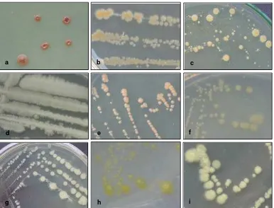 Gambar 11. Bentuk koloni berbagai jenis bakteri yang terdapat pada serasah daun A. marina yang belum mengalami proses dekomposisi di lapangan