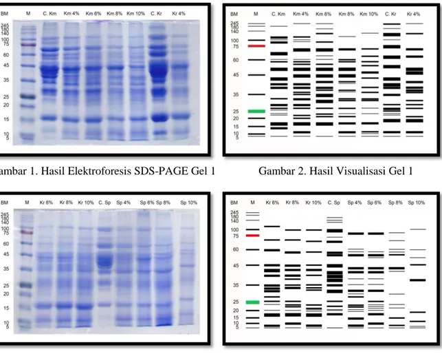 Gambar 1. Hasil Elektroforesis SDS-PAGE Gel 1               Gambar 2. Hasil Visualisasi Gel 1        