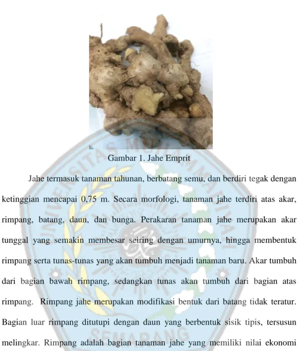 Gambar 1. Jahe Emprit 