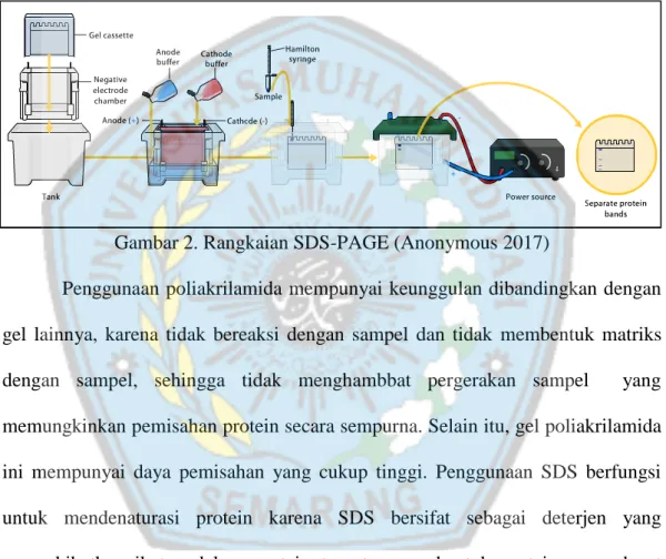 Gambar 2. Rangkaian SDS-PAGE (Anonymous 2017) 