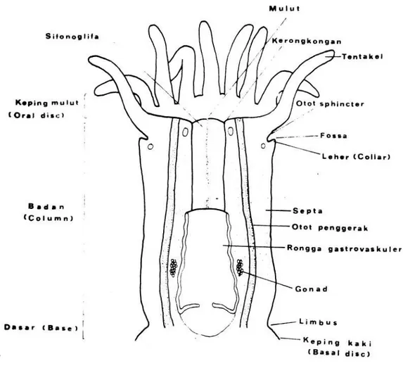 Gambar 1.  Susunan tubuh dari Anemon laut ( MICHAEL 1992 ).