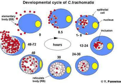 Gambar 3. Siklus perkembangan Klamidia trachomatis 