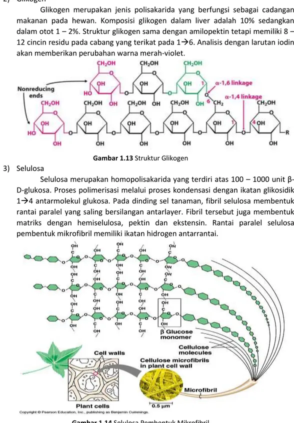 Gambar 1.13 Struktur Glikogen  3)  Selulosa 
