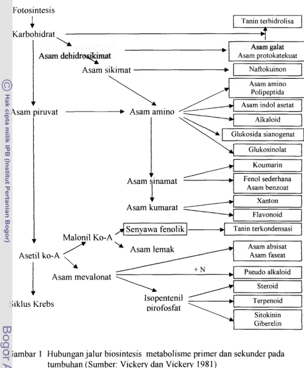Gambar  1  Hubungan jalur  biosintesis  metabolisme primer dan sekunder pada  tumbuhan (Sumber: Vickery dan Vickery  198 1) 