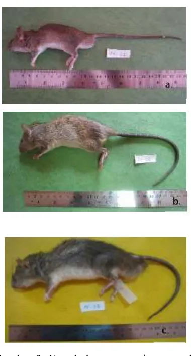Gambar 3. Foto beberapa spesies mamaliakecil Famili Muridae  di  lokasisampling: a. Rattus exulans, b.Rattus tiomanicusdan c.Sundamys muelleri