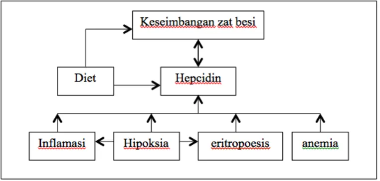 Gambar 1. Faktor yang mempengaruhi sintesis hepcidin 15