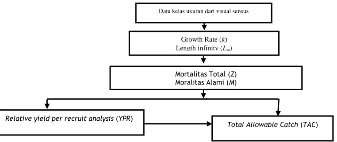 Gambar 1  Alur analisis perhitungan Total Allowable Catch (TAC) dengan pendekatan YPR.