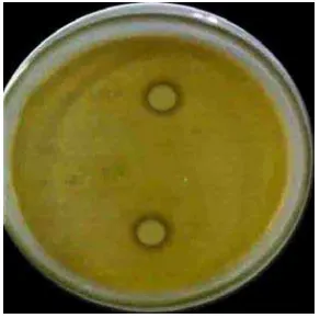 Gambar 1. Hasil Uji Antibakteri Pelarut Metanol Dan Air Tanpa Penambahan Ekstrak Daun Sirsak