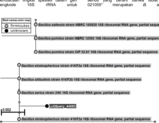Gambar 5. Pohon filogeni yang menunjukkan hubungan kedekatan isolat WU 021055* dengan bakteri yang terdapat  di Gene Bank