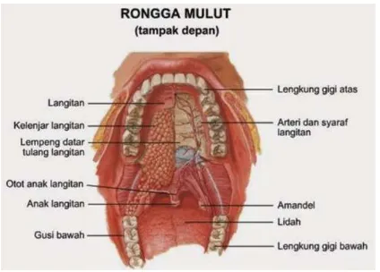 gambar anatomi mulut beserta bagian-bagiannya: 