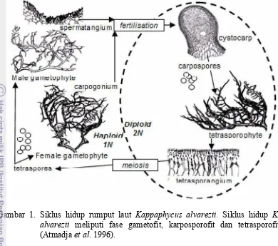 Gambar 1. Siklus hidup rumput laut Kappaphycus alvarezii. Siklus hidup K.