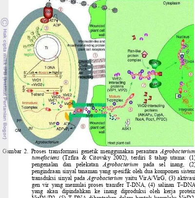 Gambar 2. Proses transformasi genetik menggunakan perantara Agrobacteriumtumefaciens (Tzfira & Citovsky 2002), terdiri 8 tahap utama: (1)pengenalan dan pelekatanAgrobacteriumpada sel inang, (2)pengindraan sinyal tanaman yang spesifik oleh dua komponen sistemtransduksi sinyal pada Agrobacterium yaitu VirA/VirG, (3) aktivasigen vir yang memulai proses transfer T-DNA, (4) salinan T�DNAyang akan dipindahkan ke inang diproduksi oleh kerja proteinVirD1/D2, (5) T-DNA dihantarkan dalam bentuk kompleks VirD2-DNA, bersama-sama dengan beberapa protein vir lainnya ke dalamsitoplasma sel inang, (6) Vir E2 berasosiasi dengan utas T-DNA danbergerak menuju sitoplasma sel inang, (7) kompleks T-DNAdimasukkan ke dalam inti sel inang melalui proses impor aktif dan (8)di dalam inti, T-DNA dibawa menuju ke titik tempat integrasi DNApada kromoson, kemudian protein-protein pengawal T-DNA terlepasdan DNA akhirnya terintegrasi ke dalam genom inang.