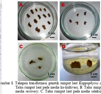 Gambar 8. Tahapan transformasi genetik rumput laut Kappaphycus alvarezii. A.