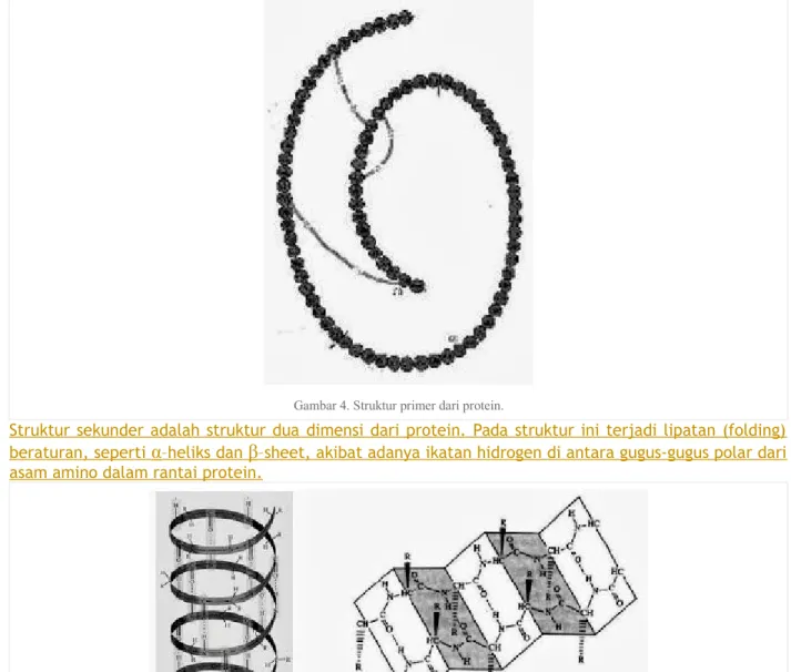 Gambar 4. Struktur primer dari protein.