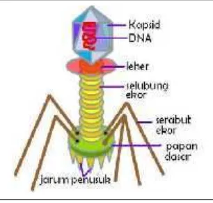 Gambar 3.1 Struktur tubuh virus
