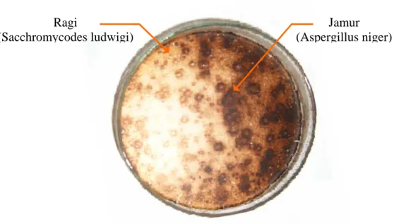 Gambar IV.1. Visualisasi hasil identifikasi golongan mikroorganisme 