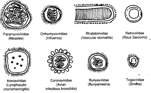 Gambar 1.1 Macam - macam bentuk virus 