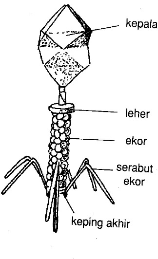 Gambar 1. 2 Struktur Tubuh Virus Bakteriofage T - 