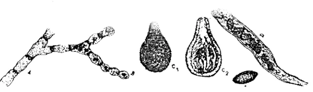 Gambar 1.18 Neurospora sitophila. A. Miselium, B. Konidia, CAskus, E. Askospora.1. Peritesium (utuh), C2