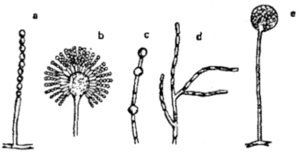 Gambar 1.11 Beraneka bentuk spora : a. konidia dari Monilia, b. konidia dari Aspergillus, c